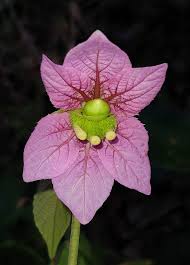 Image result for Dalechampia capensis