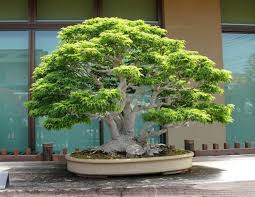 We did not find results for: Bonsai Empire On Twitter Shishigashira Japanese Maple Of 1m Tall Looking Good As Always Photo By Heike Van Gunst At The Omiya Bonsai Museum Bonsai Https T Co Soawzab4f3