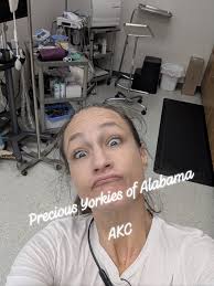 Precious Yorkies of...