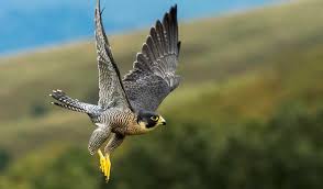 Description of the peregrine falcon. Future Aircraft Inspired By Peregrine Falcons The Manufacturer