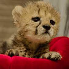 I Just Learned That Cheetahs Don T Roar They Meow Like Your Dang House Cat Baby Animals Cute Animals Baby Cheetahs