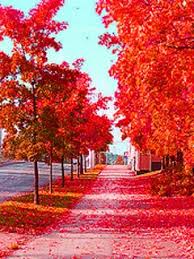 Download Free Autum Red Mobile Wallpaper Contributed By Deonte Autum Red Mobile Wallpaper Is Uplo Beautiful Nature Beautiful Nature Wallpaper Nature Wallpaper