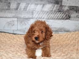 Depending on the parents, puppies can be tri colored, merles, apricot, red, black or tan markings. F1b Mini Goldendoodle Dog Male Apricot 2904983 Petland Dunwoody Puppies For Sale