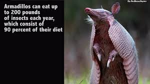 Image result for ARMADILLOS