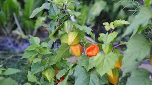 Physalis Im Kubel Anbauen Und Pflegen In 2020 Pflanzen Physalis Kubelpflanzen