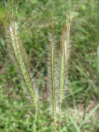 Image result for Dichanthium sericeum