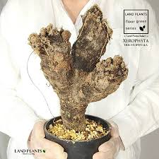 Image result for Xerophyta argentea