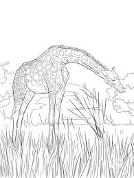 Select from 36965 printable coloring pages of cartoons, animals, nature, bible and many more. West African Giraffe Coloring Page Giraffe Coloring Pages African Giraffe Animal Outline