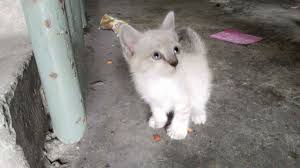 Pada askum.baru2 ni saya ada jumpa anak kucing yang masih bertali pusat sudah hampir 1 bulan jugak. Lokasi Seksyen 18 Shah Alam Selangor Assalamualaikum Dan Salam Sejahtera Saya Mencari Tuan Baru Utk Seekor Anak Kucing Warna Mcm Putih Kelabu2 Mata Anak Kucing Ini Warna Biru Cantikk Umur Xpasti Maybe Sebulan Kot