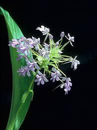 Image result for Cynorkis debilis