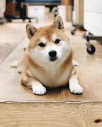 eight design 通路の真ん中を険しい顔で塞ぐ 柴犬 子犬 柴犬 画像 柴犬