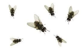 We serve south central wisconsin, including madison, sun prairie, waunakee. Clean Kill Pest Control Inc Home Facebook