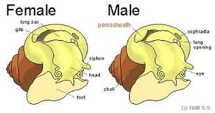 Mystery Snail Egg Clutch Worth Aquarium Snails Apple Snail Fishing Room