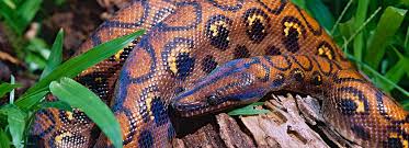 5 rainbow water snake is a fish eater. Rainbow Boas For Sale Morphmarket Usa