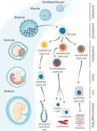 Acrobiosystems is a leading manufacturer of recombinant proteins and other critical reagents to support the development of target therapeutics, vaccines, and diagnostics. Stem Cells From Embryonic Origin To Induced Pluripotency An Overview Enzo Life Sciences