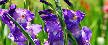 We did not find results for: 10 Bulbes A Floraison Estivale A Planter Au Printemps