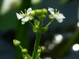 Image result for Limnophyton