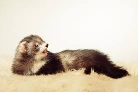 In some cases, the price may also differ, depending upon the age, color and medical condition of the ferret. Angora Ferret Breed Info Pictures Temperament Traits Pet Keen