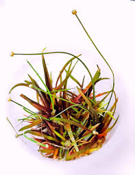 Image result for Eriocaulon africanum