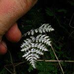 Image result for Aleuritopteris farinosa