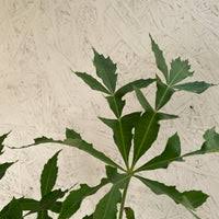 Image result for Cussonia spicata