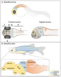 Ijms Special Issue Zebrafish A Model For Toxicological