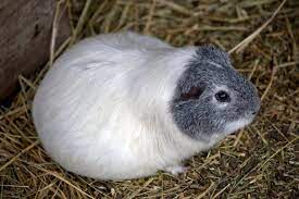 Guinea Pig Pregnancy Guineapigowner