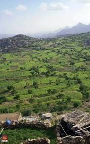الضالع Photo Outdoor Farmland