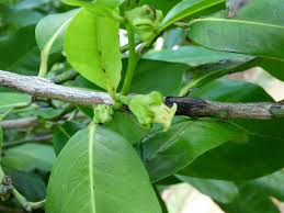 Image result for Diospyros gabunensis