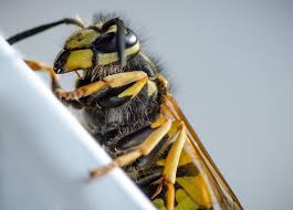 Paper Wasps - The Australian Museum