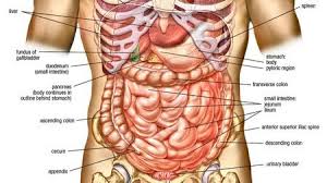Female and male anatomy female: Human Anatomy Abdomen Healthy Lifestyle Human Body Organs Abdominal Muscles Anatomy Body Anatomy