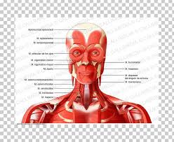 Pulmonary arteries and veins function differently. Neck Vein Head Artery Muscle Png Clipart Anatomy Anterior Artery Blood Vessel Deep Free Png Download