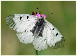 Image result for Photedes captiuncula