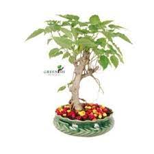Can you grow a peepal fig bonsai? Peepal Bonsai Tree à¤¬ à¤¨ à¤¸ à¤ˆ à¤ª à¤§ In Hauz Khas New Delhi Haryali Id 8298864891