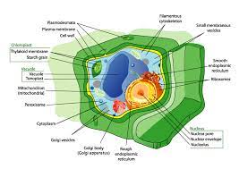 Plant Cells Biology I