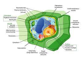 We did not find results for: Plant Cells Biology For Majors Ii