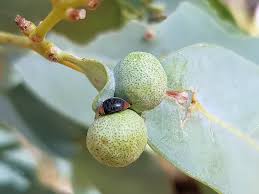 Image result for Maerua bussei