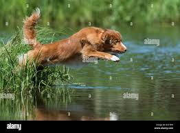 Image result for nova scotia duck tolling retrívr