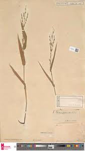 Image result for Acroceras zizanioides
