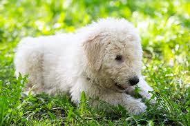 Image result for Komondor
