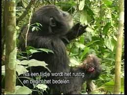 Predators Meat Eating Chimps Chimp Pet Birds Predator