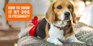 How often should you allow your dog to get pregnant? How Do I Know If My Dog Is Pregnant Dog Pregnancy Signs Tests