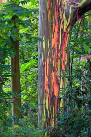 8 Jpg Jpeg Image 400x600 Pixels Scaled 95 Rainbow Eucalyptus Tree Rainbow Eucalyptus Beautiful Tree