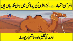 Camels are called this because they look like boats on the ocean. Latest Scientific Research On Camel Why Camel Is Called Ship Of Desert Urdu Hindi Youtube