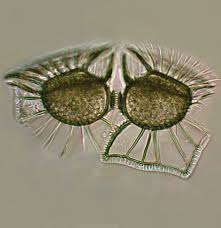 Image result for Microcoelia ornithocephala