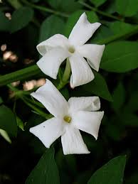 Image result for Jasminum schimperi