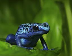 These 10 cool creatures sure do! 10 Elusively Blue Animals The Rarest Critters Of Them All