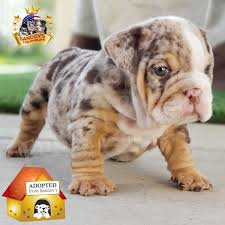However, free bulldog dogs and puppies are a rarity as rescues usually charge a small adoption fee to cover their expenses (usually less than $200). English Bulldogs And French Bulldogs For Sale Stud Services Akc Puppies Exotic And Standards Bulldogs Call Us 951 756 2034