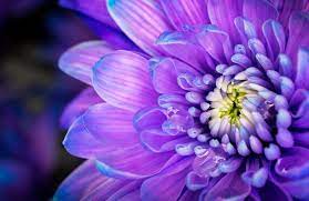 Immagini fiori belli e belle possono essere utilizzati per la computer. I Fiori Di Maggio Cure Naturali It