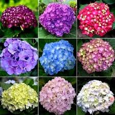 Maybe you would like to learn more about one of these? Ready Stock Easy Grow Approx 20pcs Mixed Colors Hydrangea Flowers Seed For Garden Balcony Benih Bunga Shopee Malaysia